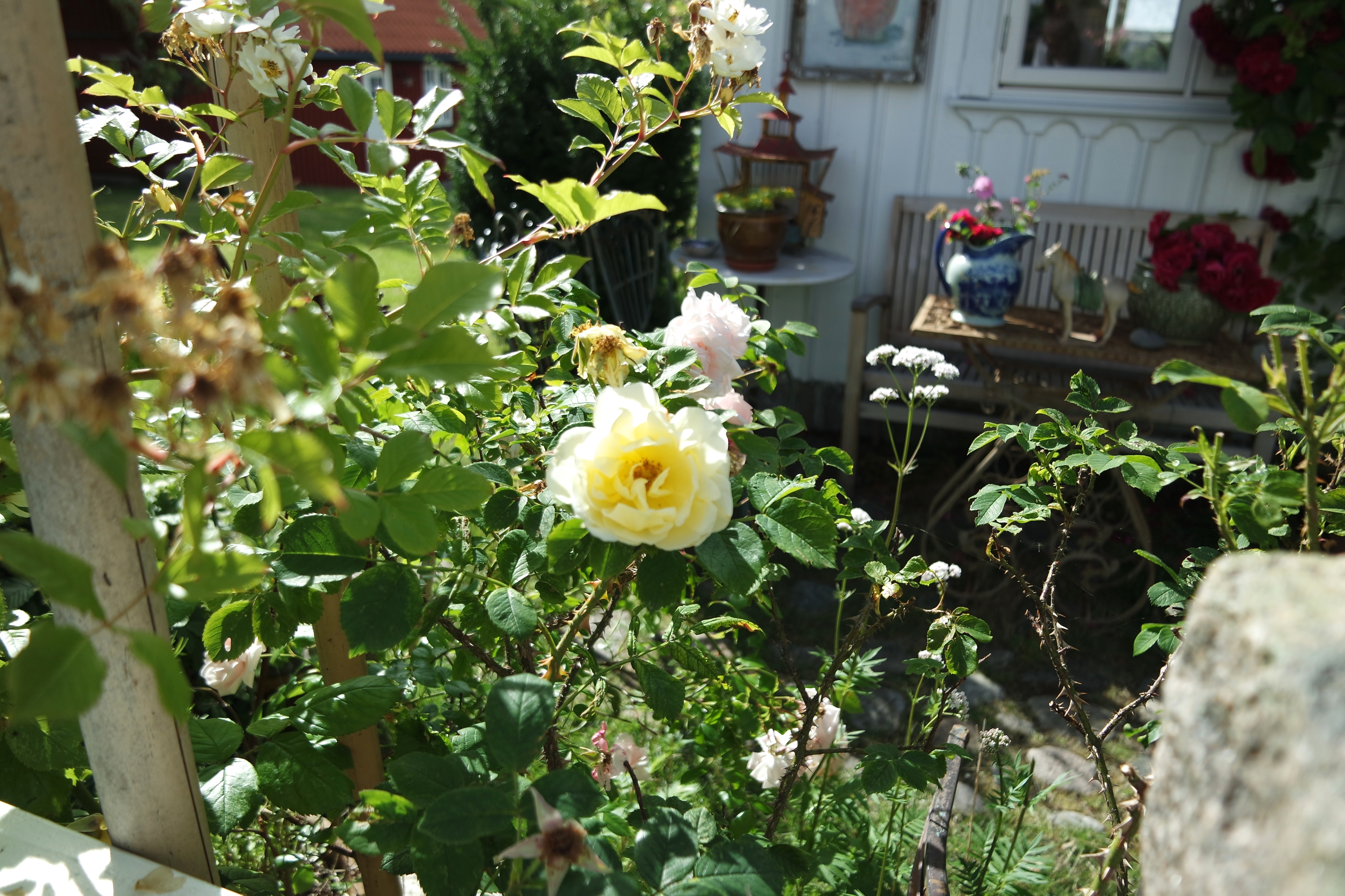 SAMSUNG CAMERA PICTURES