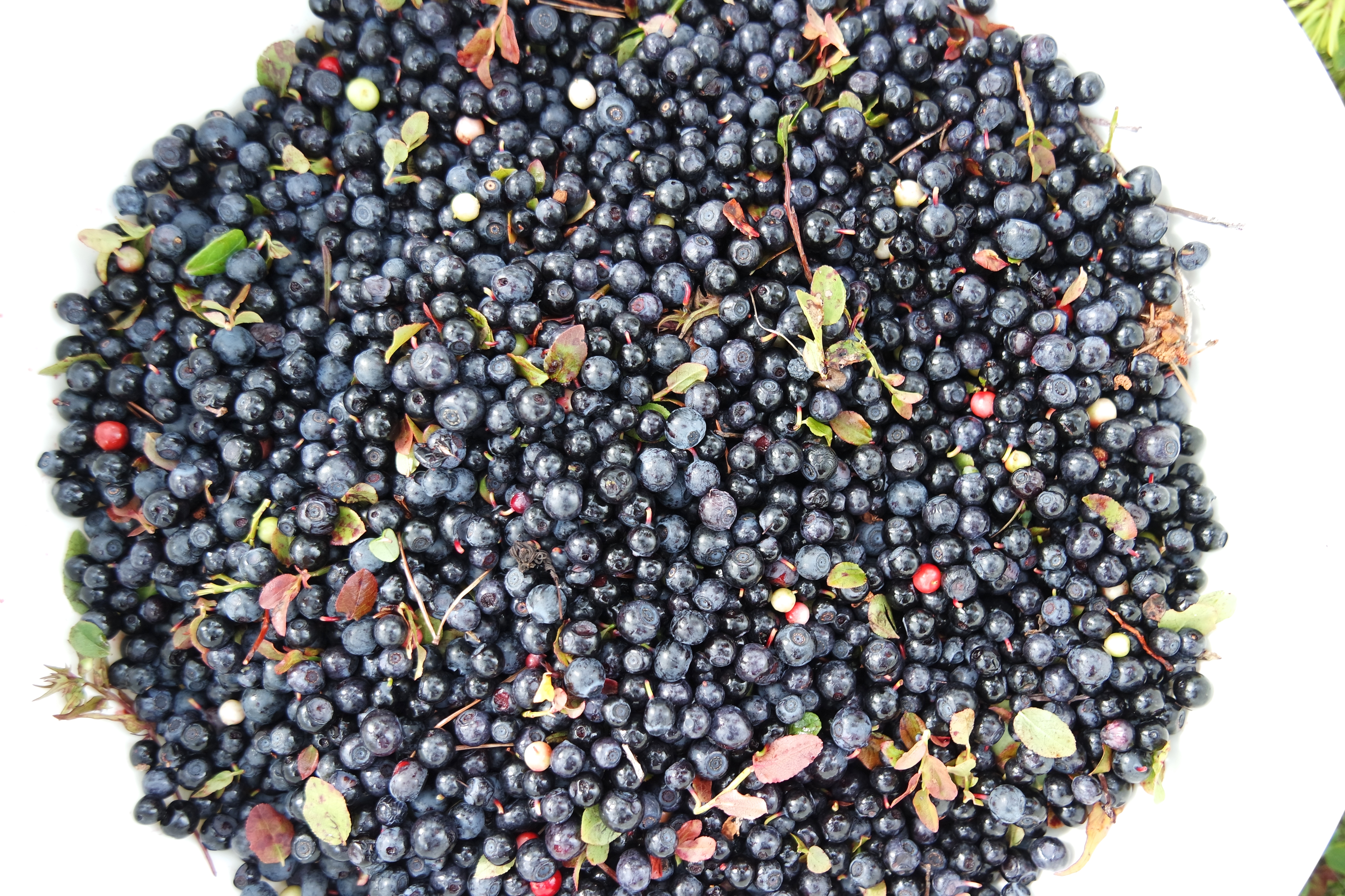 SAMSUNG CAMERA PICTURES