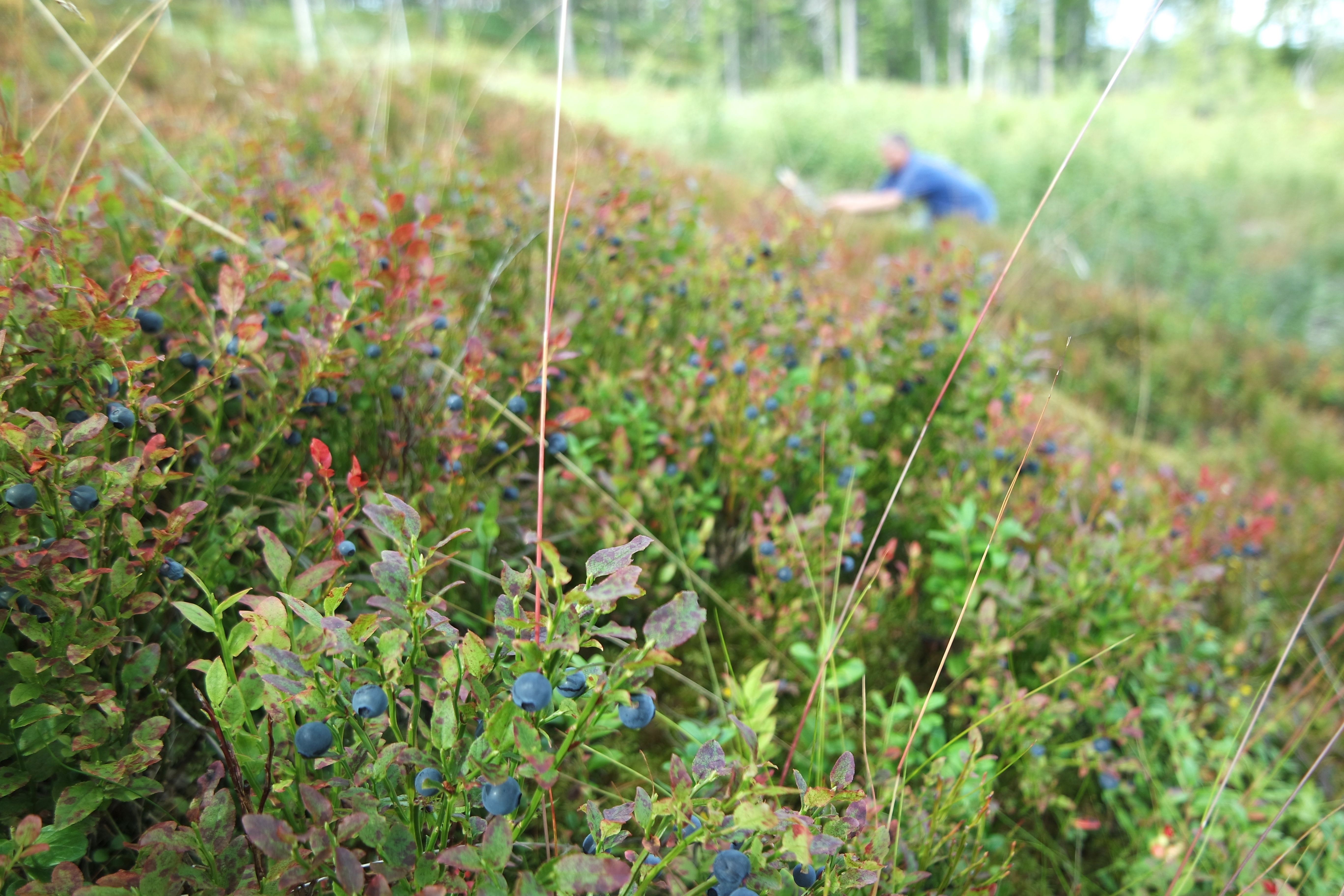 SAMSUNG CAMERA PICTURES