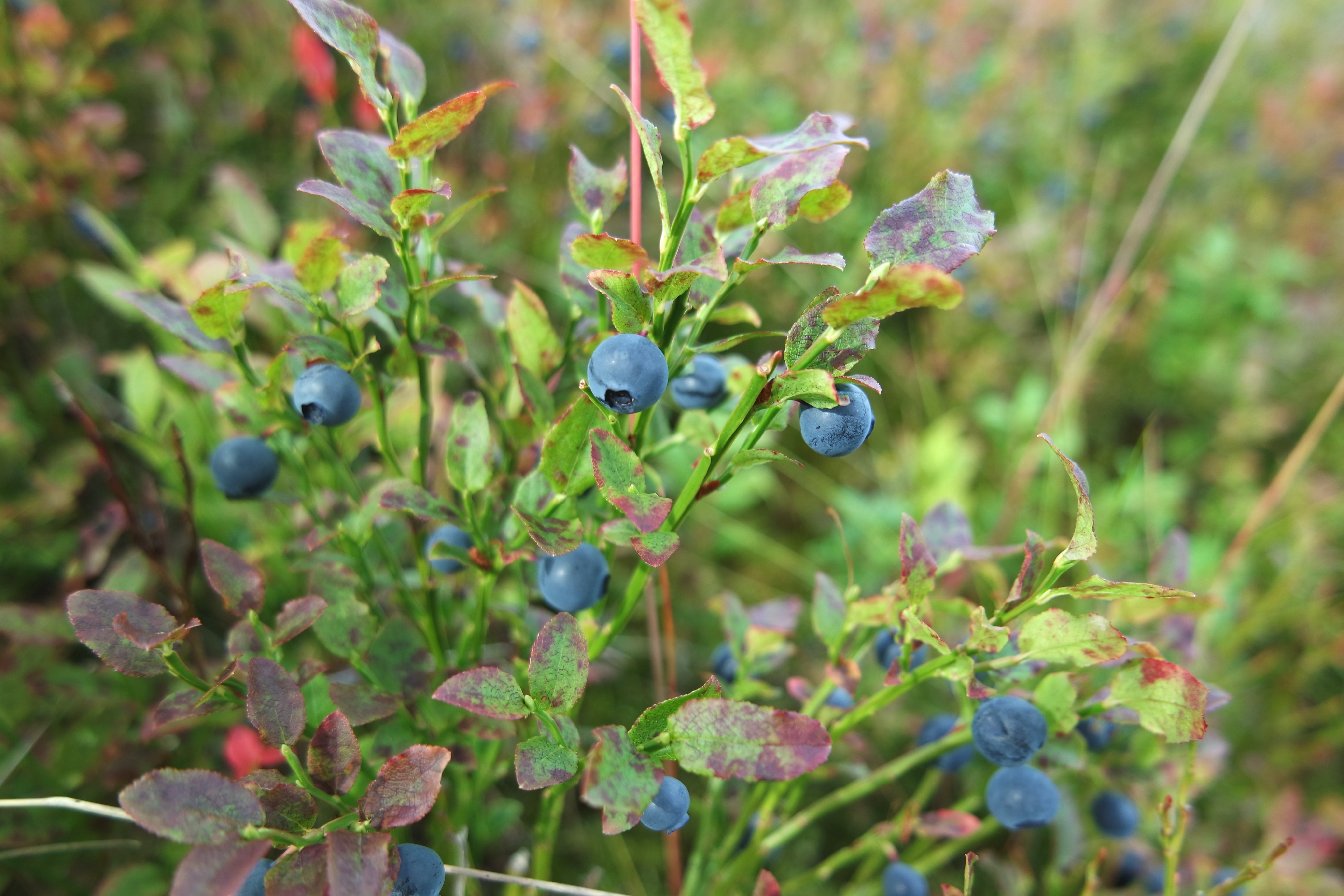 SAMSUNG CAMERA PICTURES