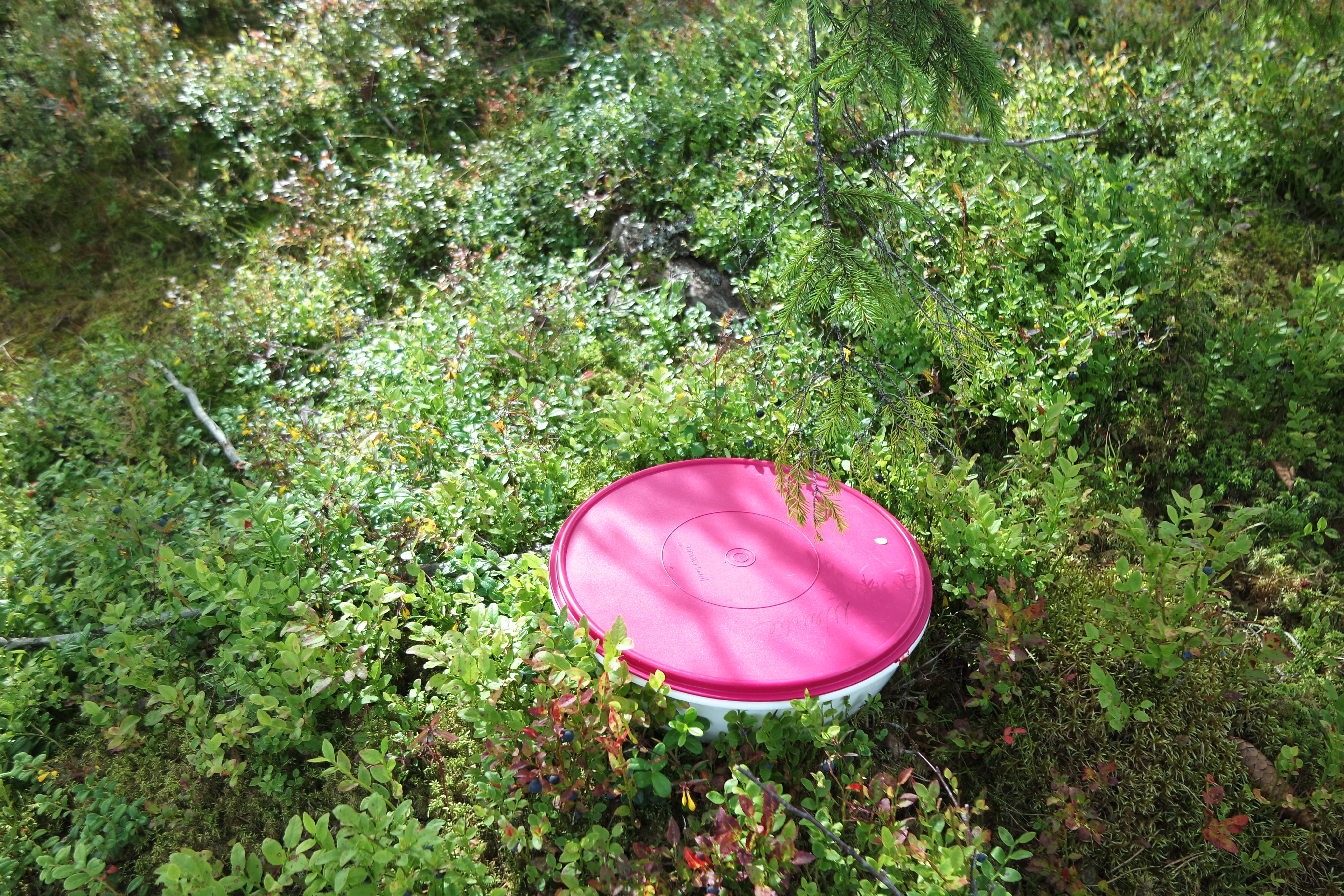 SAMSUNG CAMERA PICTURES