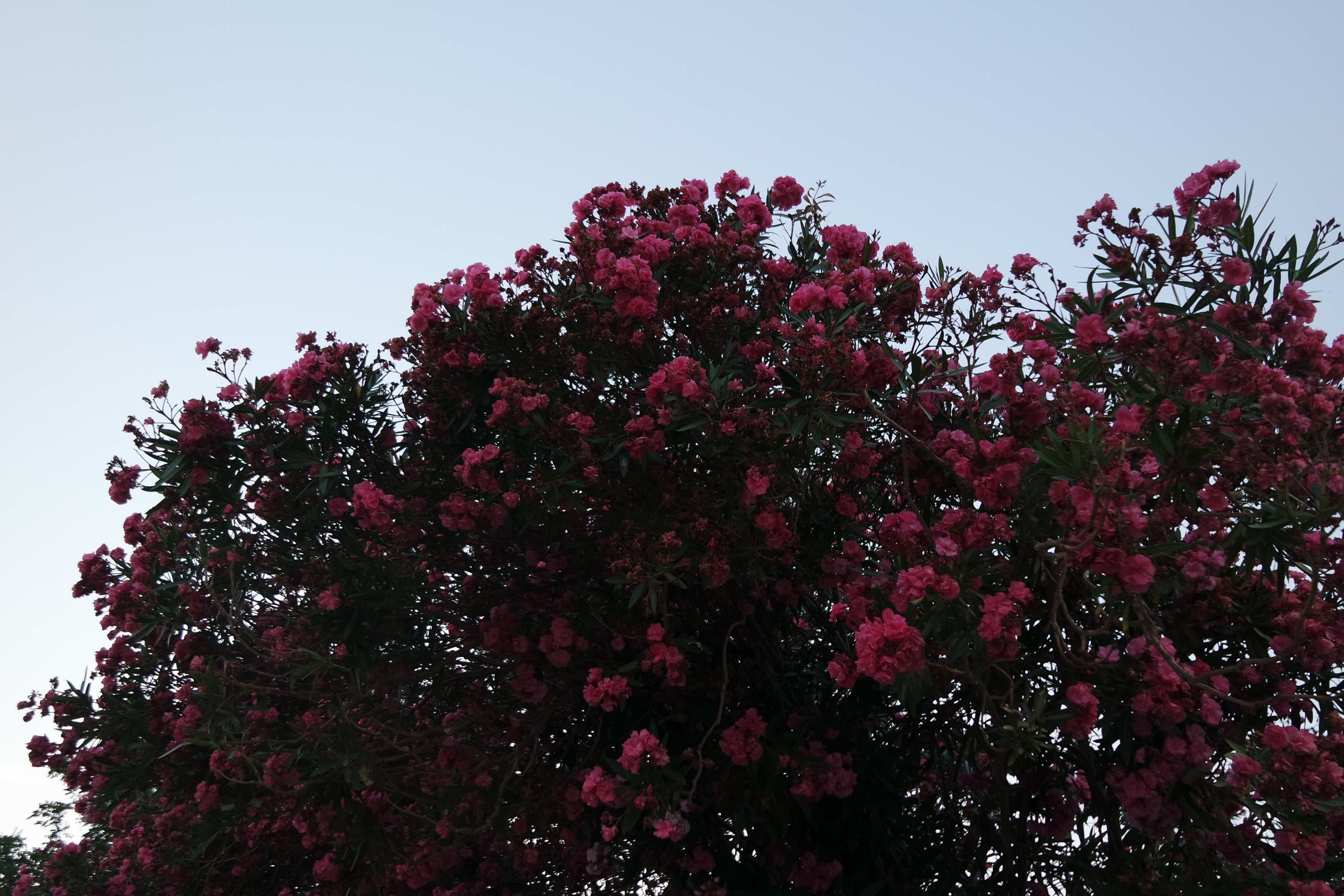 SAMSUNG CAMERA PICTURES